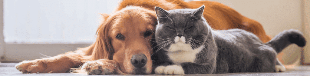 Perdre una mascota també és perdre un vincle d’amor. Parlem de com acompanyar el dol infantil amb respecte, presència i tendresa.